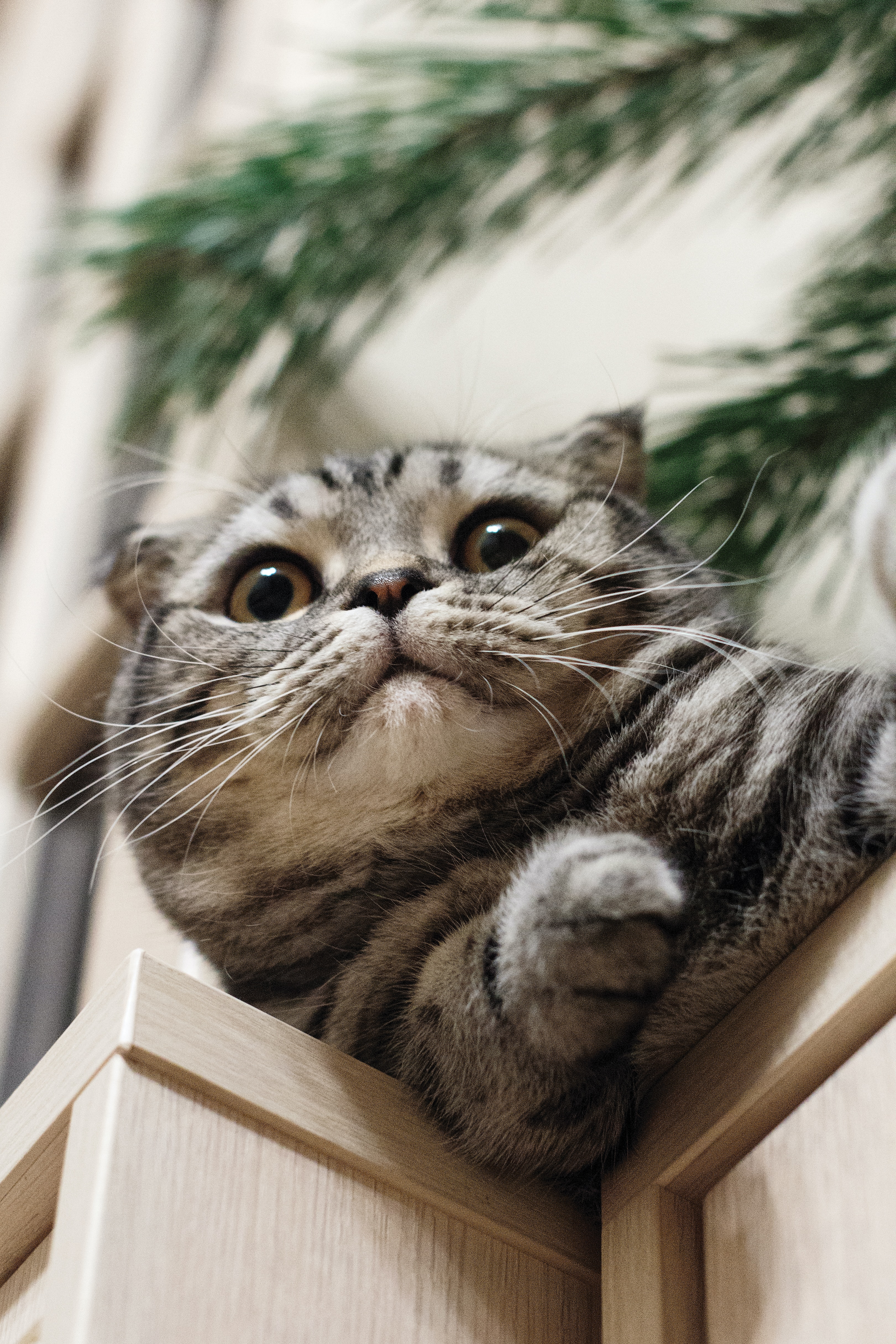 cat1